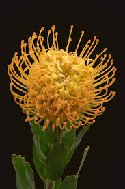 Image result for Protea