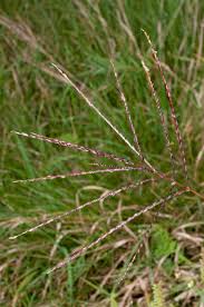 Image result for Digitaria sanguinalis