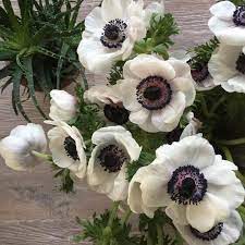 Anemone Anemone Flowers White Anemone