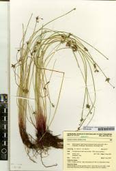 Image result for Isolepis prolifera