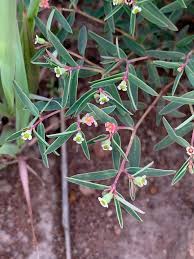 Image result for Euphorbia neopolycnemoides