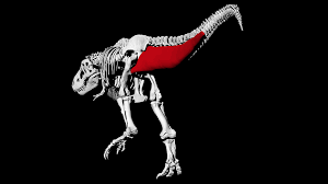 The dmg/resist buff from the roar boost will slightly increase their usability for low level players sure! Never Mind Outrunning A T Rex You Could Probably Outwalk It Live Science