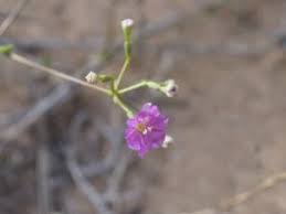 Image result for Commicarpus