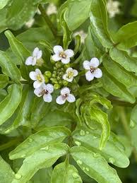 Image result for Nasturtium officinale