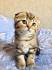 Cute Kittens - Cutest Scottish Fold Kittens