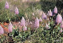 Tall Mulla Mulla Flower Essences Natural Therapy Health And Wellbeing
