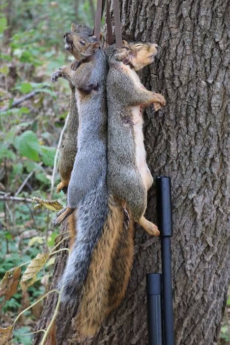 Planning a Road Trip and Squirrel Hunt for 2025! | Afield on Airguns