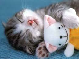  Alvaro Umpierrez 7 Reglas Para Llevar Una Vida Tranquila Bayi Hewan Lucu Gambar Kucing Lucu Bayi Hewan