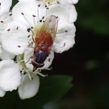 Image result for Raphia rostrata