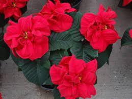 Pin On Poinsettia Varieties
