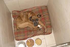 4250 chemin de la savane longueuil qc j3y 9g4 canada. Our Services St Hubert Brossard Longueuil Hopital Veterinaire Cani Felis Inc