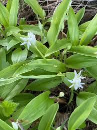 Image result for Allium ursinum