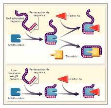 Resultado De Imagem Para Mechanism Of Action Heparin