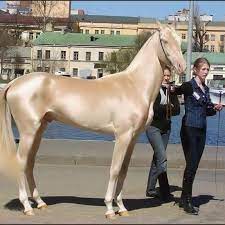 mooiste paard ter wereld unusual horse most beautiful horses akhal teke horses