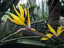 Bird Of Paradise Plant Varieties Australia Love These Beautiful Bird Of Paradise Shrubs The Yellow Is Very Special Jardim Plantas Flores