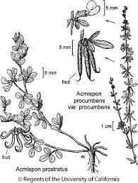 Image result for Aeschynomene multicaulis