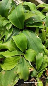 Image result for Kaempferia