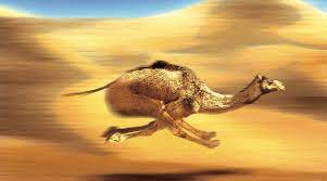 Camel provides a large number of components using which we can interact with externals systems. Faster File Consumption With Camel Reagan S Blog