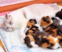 Right now i'm already worried about a uti or possible kidney stuff. How Many Nipples Do Cats Have New Cat Mom