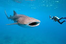 Diving in Phuket