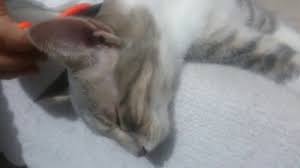 Kedi Piresi Nasil Temizlenir Youtube