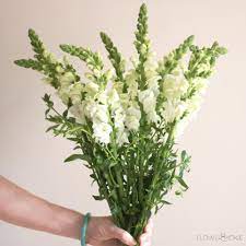 Order freshest flowers for your wedding directly from growers! White Snapdragons Diy Wedding Flowers Flower Moxie