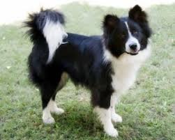 Black And White Collie Cross Keeshond Border Collie Mix Border Collie Mix Puppies Border Collie Corgi Mix Border Collie Mix