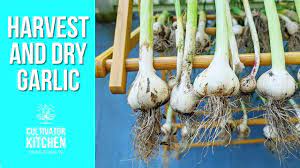 How to dry garlic from the garden. How To Harvest And Dry Garlic July Garden Update Youtube