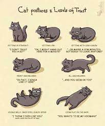 13 Cat Language Ideas Cat Language Crazy Cats Cat Facts
