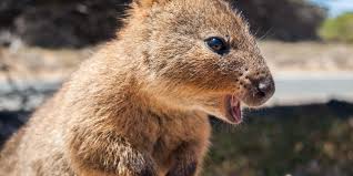 Create forms for real estate, business, estate, and more. Einzigartige Und Gefahrliche Tiere In Australien Loving Australia