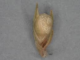 Image result for Scleria tessellata