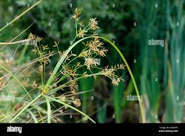 Image result for Cyperus nduru