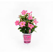 There are currently some for sell there, ranging in price from $107 to $850. Rio 1 Qt Dipladenia Flowering Annual Shrub With Red Pink White And Raspberry Splash Blooms 1001319338 The Home Depot