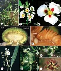 Image result for Digitaria gymnostachys