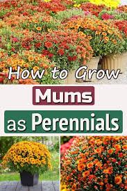 Use the side of a spade to slice through the plant's root ball into several pieces. How To Grow Mums As Perennials Planting Mums Perennials Drought Tolerant Garden