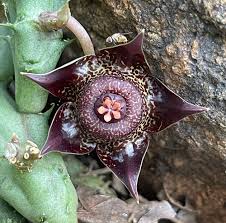 Image result for Duvalia polita