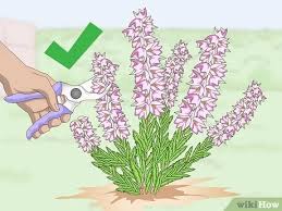 Heathers about 2 feet tall by 2 to 3 feet wide. How To Prune Heather 8 Steps With Pictures Wikihow