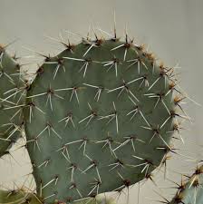 Their mouths are lined with what is referred to as papillae. Wild West History Prickly Pear Cactus The Texas State Plant