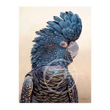 High quality red tailed black cockatoo gifts and merchandise. Red Tailed Black Cockatoo Philip Farley Award Winning Australian Artist Limited Edition Prints And Originals