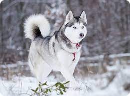 He is a black & white male, he has beautiful dark brown eyes. Siberian Husky Puppies For Sale In Minnesota Mn Purebred Siberian Huskys Puppy Joy