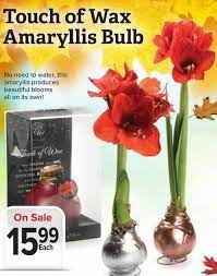 Canadian tire (atlantic) flyer july 2 to 8. Thrifty Foods Touch Of Wax Amaryllis Bulb Redflagdeals Com