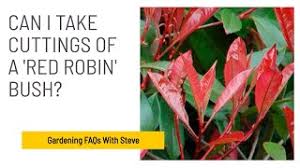 Leaves often become infected with. Can I Take Cuttings Of A Red Robin Bush Gardening For Beginners Youtube