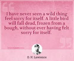 3 quotes from wild thing (peter brown #2): I Have Never Seen A Wild Thing Feel Sorry For Itself A Little Bird Will Fall Dead Frozen From A Bough Without Ever Having Felt Sorry For Itself