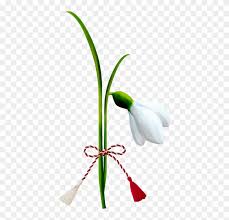 Urmatoarele imagini au fost etichetate de catre membrii nostri prin cuvantul martisor. Legenda MÄrÅ£isorului Martisor Ghiocel Png Free Transparent Png Clipart Images Download