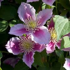When to cut back a blue angel clematis? How To Prune Clematis Nurseries Online Australia