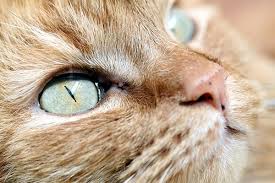 I did see a cat that permanently had half of his third eyelids showing, but usually it is a sign of some things where you need the vet to. Eye Inflammation In Cats Symptoms Causes Diagnosis Treatment Recovery Management Cost