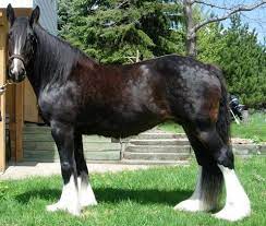 Beautiful Registered Shire Mare Horseclicks Horses Beautiful Horses Horses For Sale