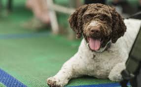 15 cute female dog names. 200 Unique Dog Names With Meanings Strong Different Ideas Pet Keen