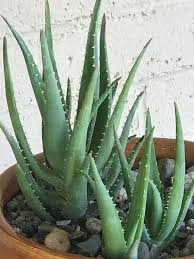 Image result for Aloe pienaarii