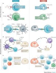 Image result for Hematologic Cancer